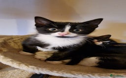 British Shorthair cats for sale: 8 week old BSH kittens - Image 3