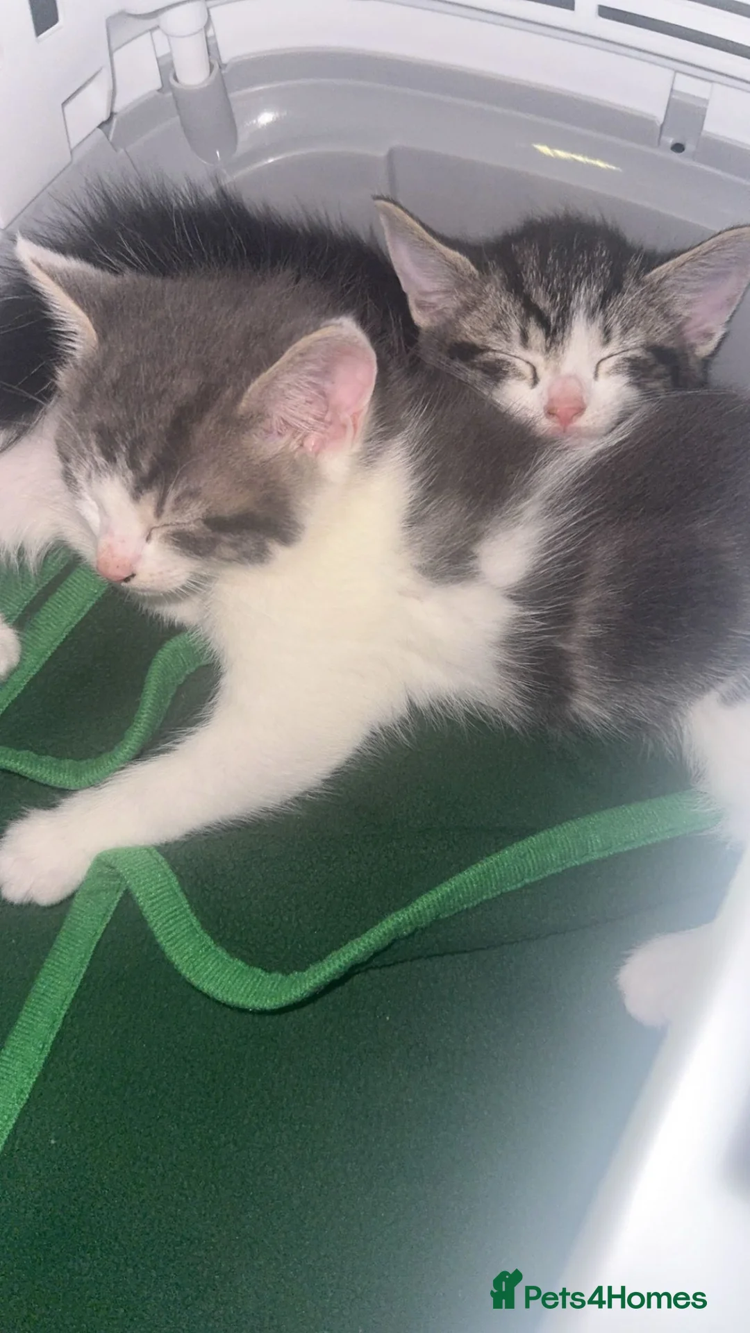 Mixed Breed cats for sale: Mixed Breed Kittens 🐈 - Advert 4