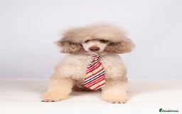 Toy Poodle dogs for stud: EXTENSIVELY HEALTH TESTED POODLE STUD - Image 1