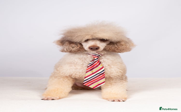 Toy Poodle dogs - Advert 2