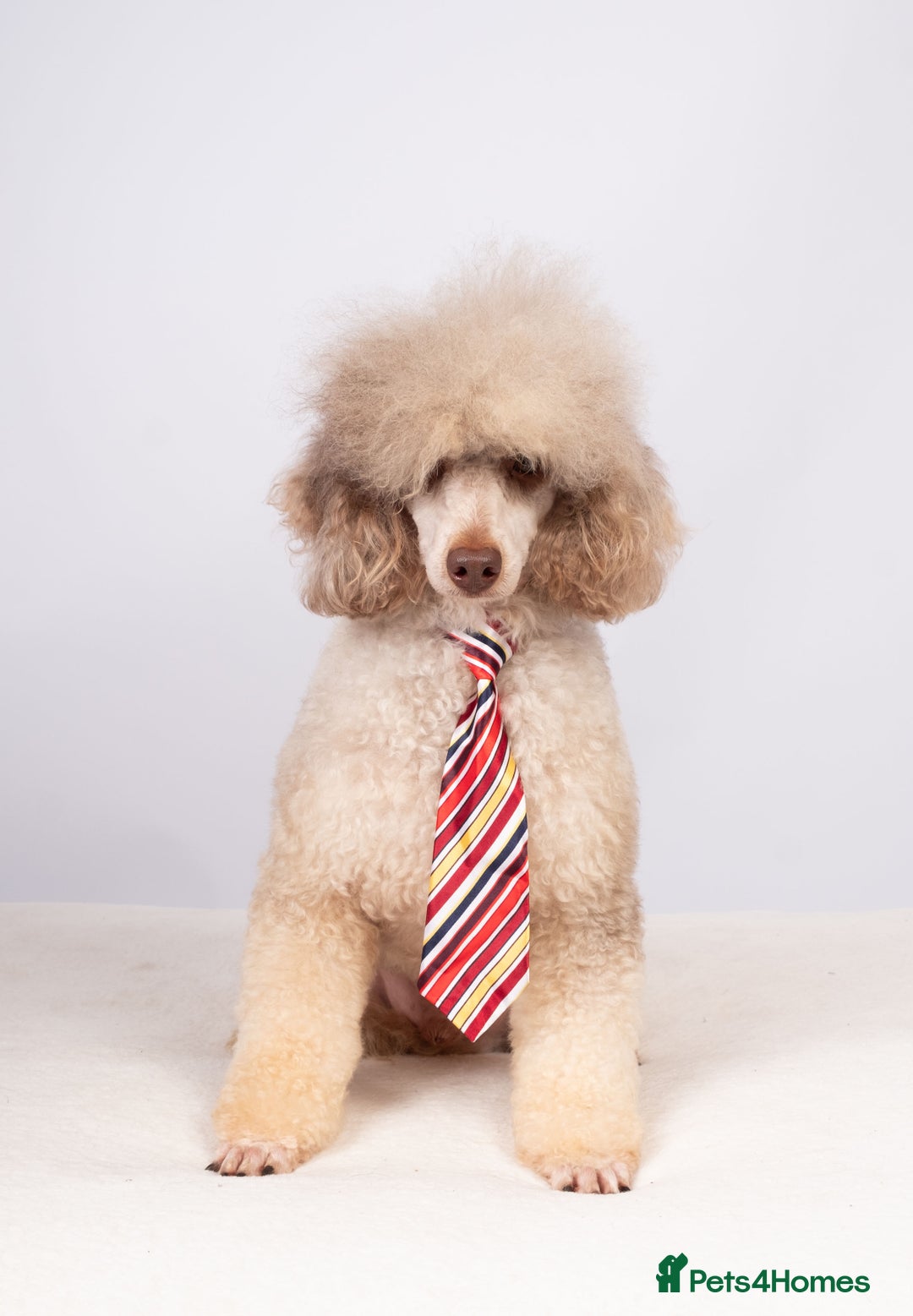 Toy Poodle dogs for stud: EXTENSIVELY HEALTH TESTED POODLE STUD - Image 1