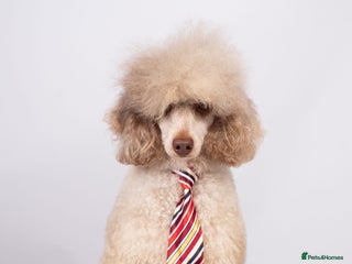 Toy Poodle dogs EXTENSIVELY HEALTH TESTED POODLE STUD - Advert 7