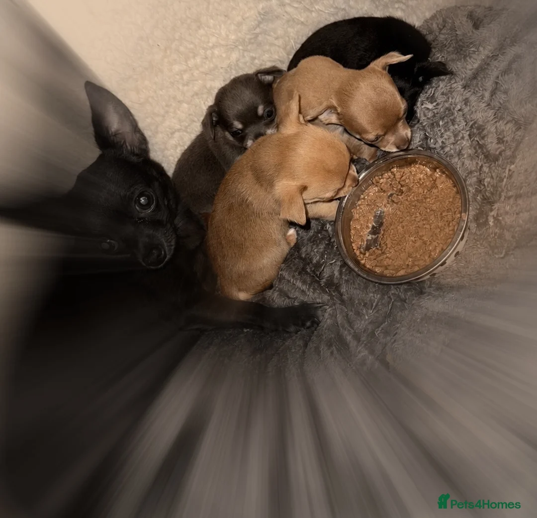 Chihuahua dogs for sale: Small Apple Head Chihuahua Beauty’s - Advert 8