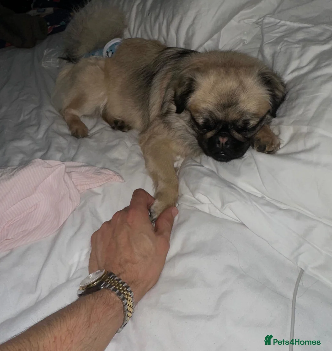 Pug dogs for sale: Fluffy pug pink carrier possible husky carrier  - Advert 8