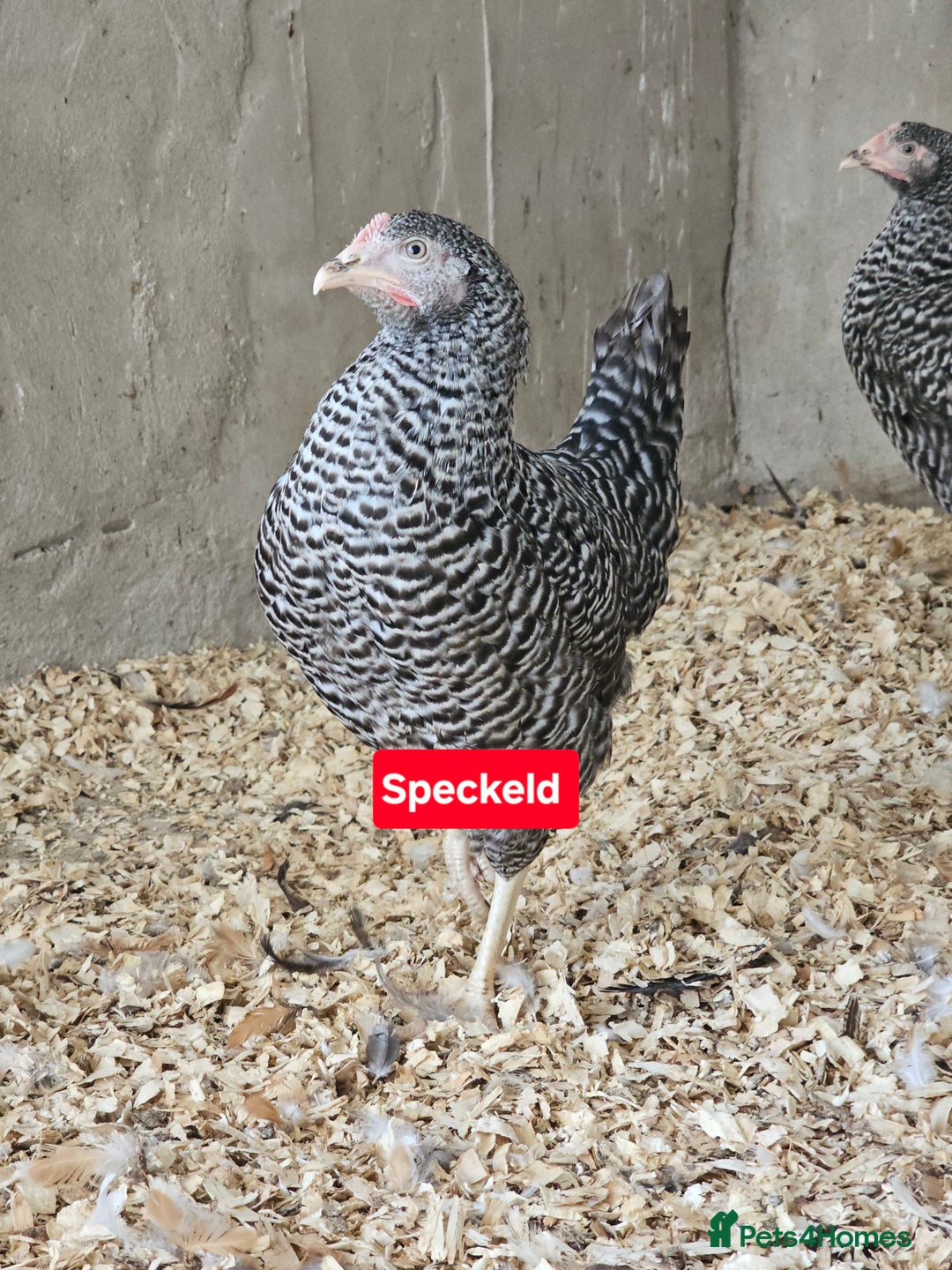 Chickens poultry for sale: Hybrid Pullets POL - Image 4