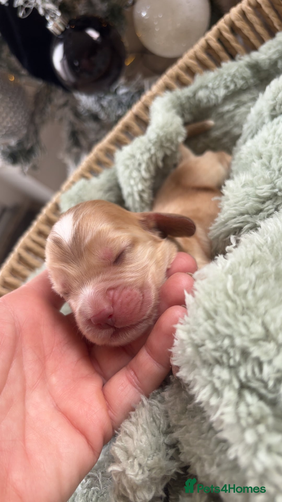 Cocker Spaniel dogs for sale: 100% sable show cockers  - Advert 14