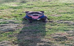 Staffordshire Bull Terrier dogs for stud: Orion available for stud - Image 2