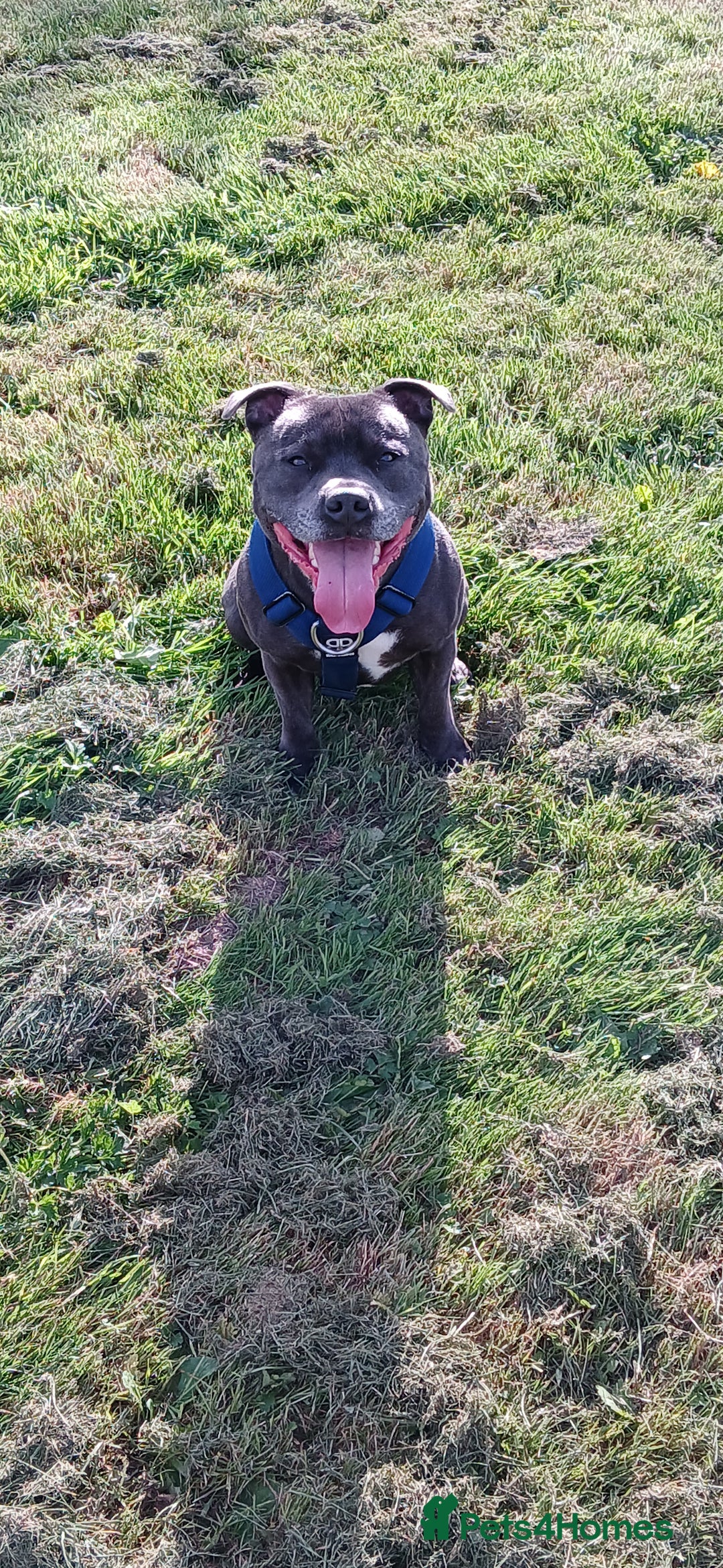 Staffordshire Bull Terrier dogs for stud: Orion available for stud - Image 2