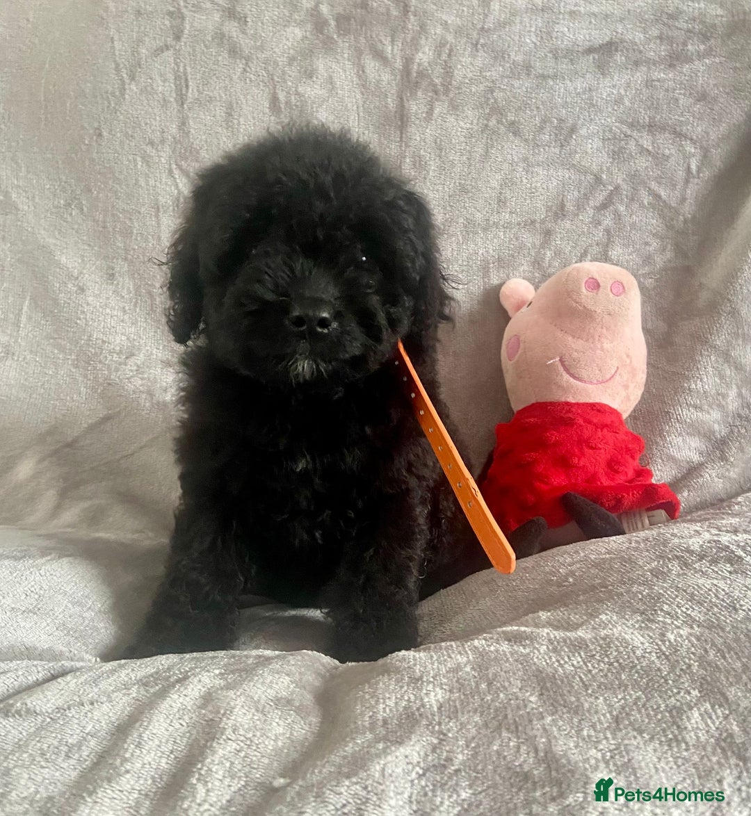Cockapoo dogs for sale: 🐾 Gorgeous Cockapoo Puppies Ready now 🐾  - Image 6