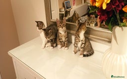 Mixed Breed cats for sale: Adorable kittens in London(SE18)😻❤️😻 - Image 5