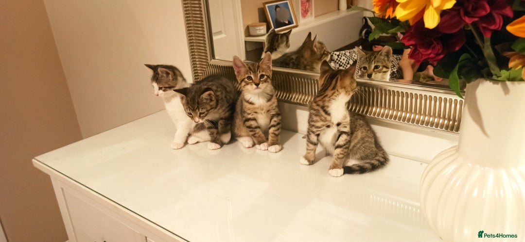 Mixed Breed cats for sale: Adorable kittens in London(SE18)😻❤️😻 - Image 5