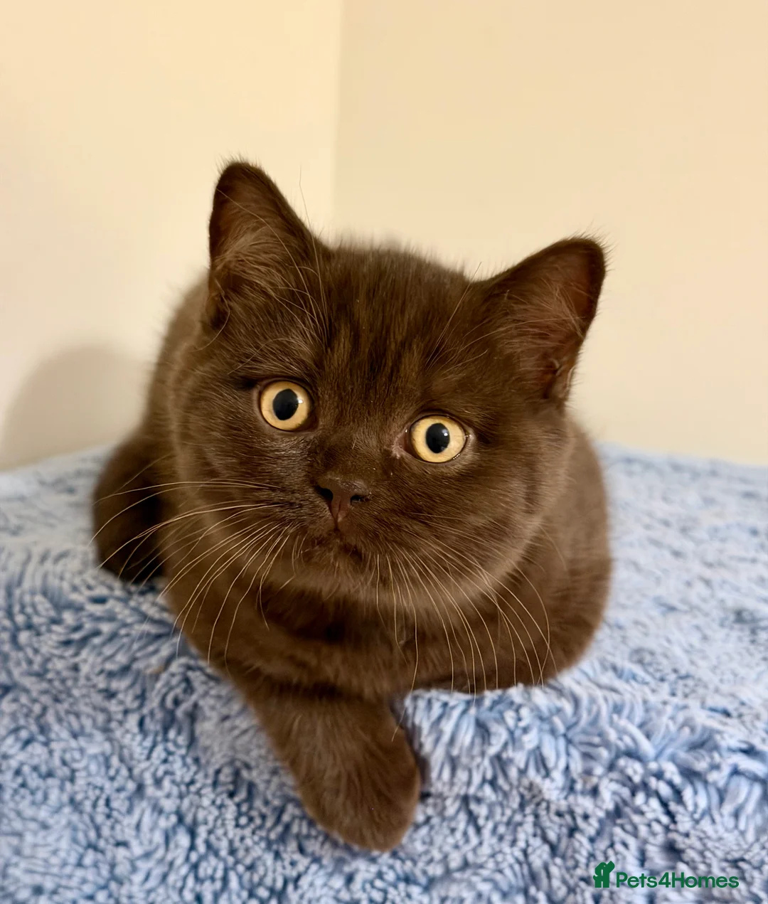 British Shorthair cats for sale: BSH chocolate boys TICA registration  - Advert 22