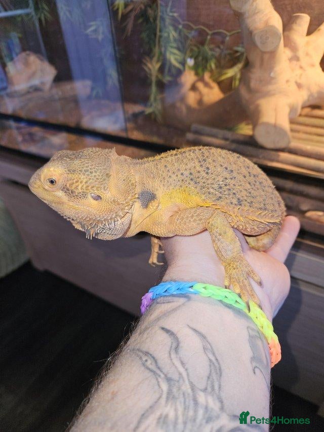 Bearded Dragon reptiles Male bearded dragon - Advert 1