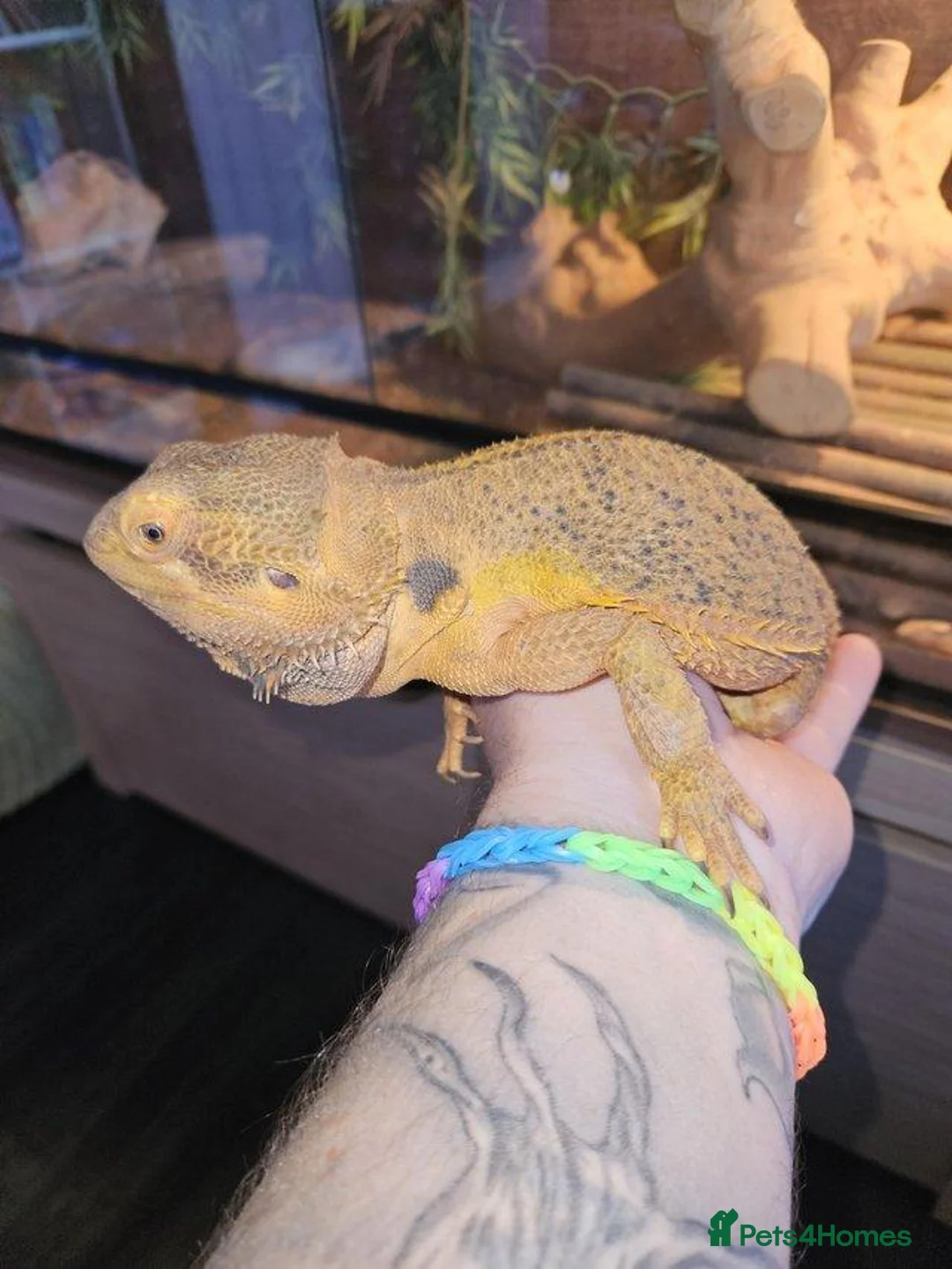 Bearded Dragon reptiles for sale: Male bearded dragon - Advert 1