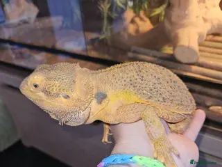 Bearded Dragon reptiles Male bearded dragon - Advert 1