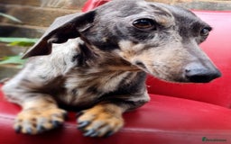 Miniature Dachshund dogs for sale: 💜Extra Dapple miniature Daschunds babys 💜 - Image 11