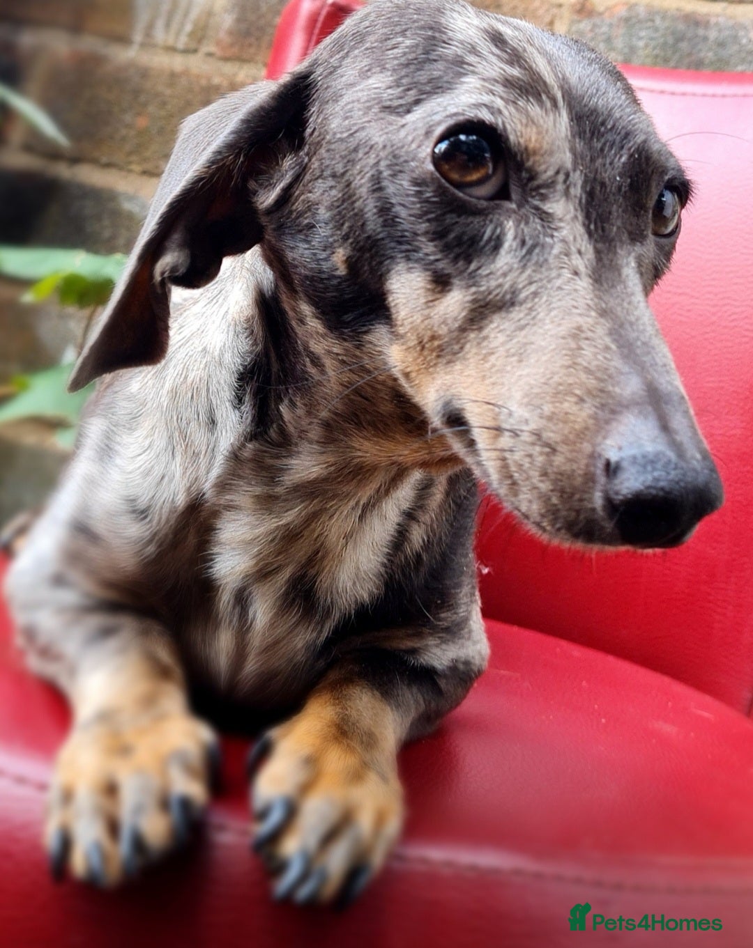 Miniature Dachshund dogs for sale: 💜Extra Dapple miniature Daschunds babys 💜 - Image 11