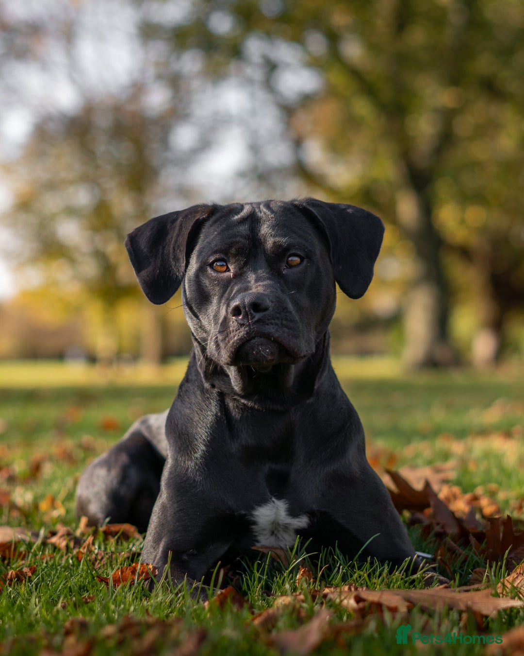 Mixed Breed dogs for sale: Mix breed dog staffy lab  - Image 3