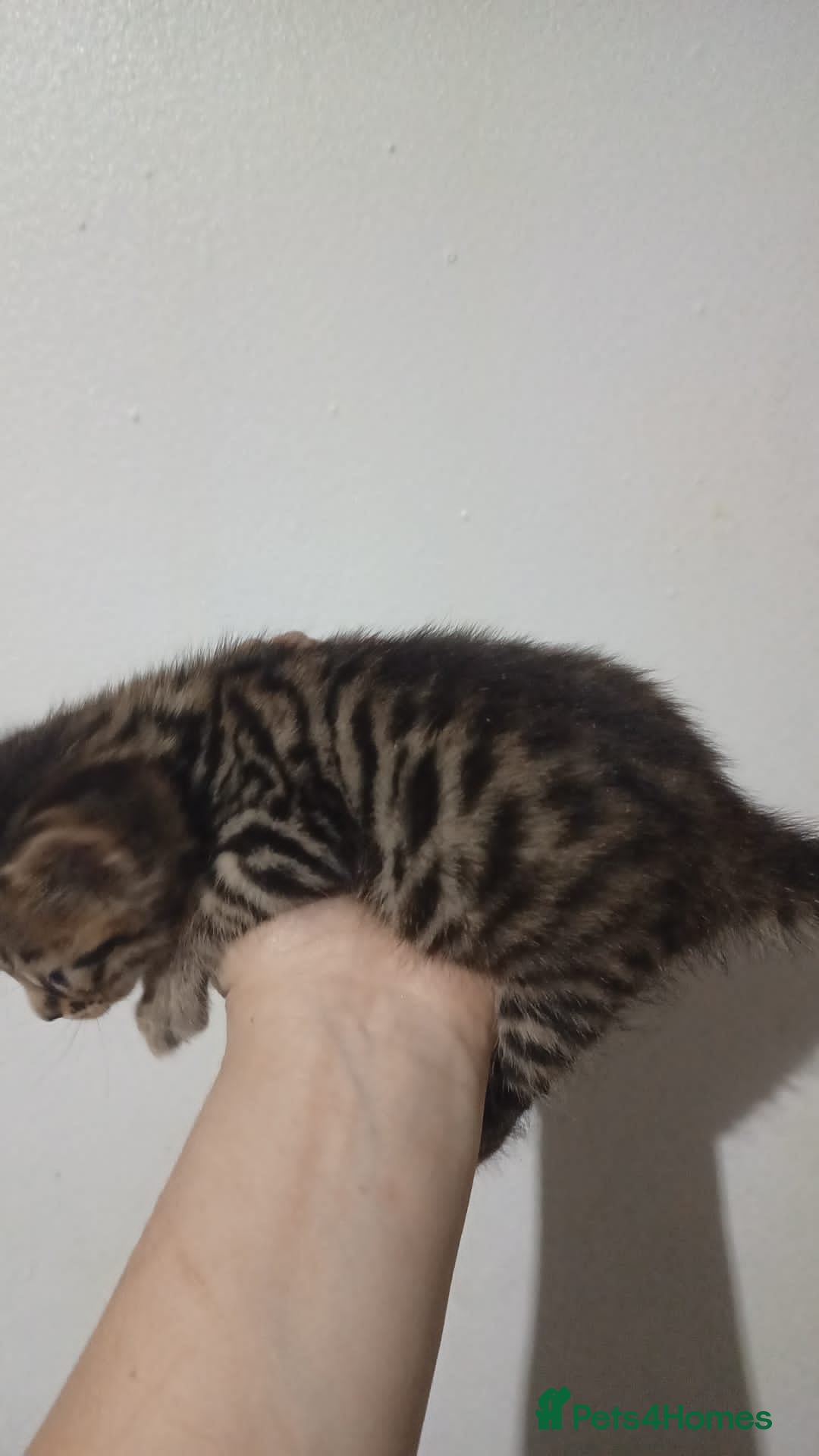 Bengal cats for sale: Pure bengals - Image 7