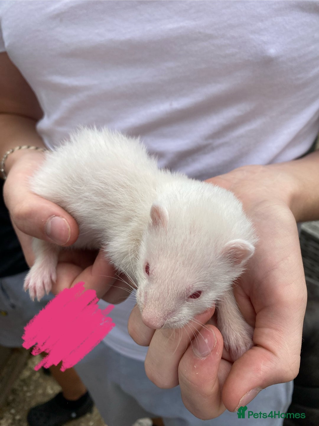 Ferret rodents for sale: Ferrets for sale - Image 3