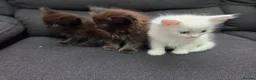 Mixed Breed cats for sale: Maine Coon x Ragdoll Kittens - Advert 8
