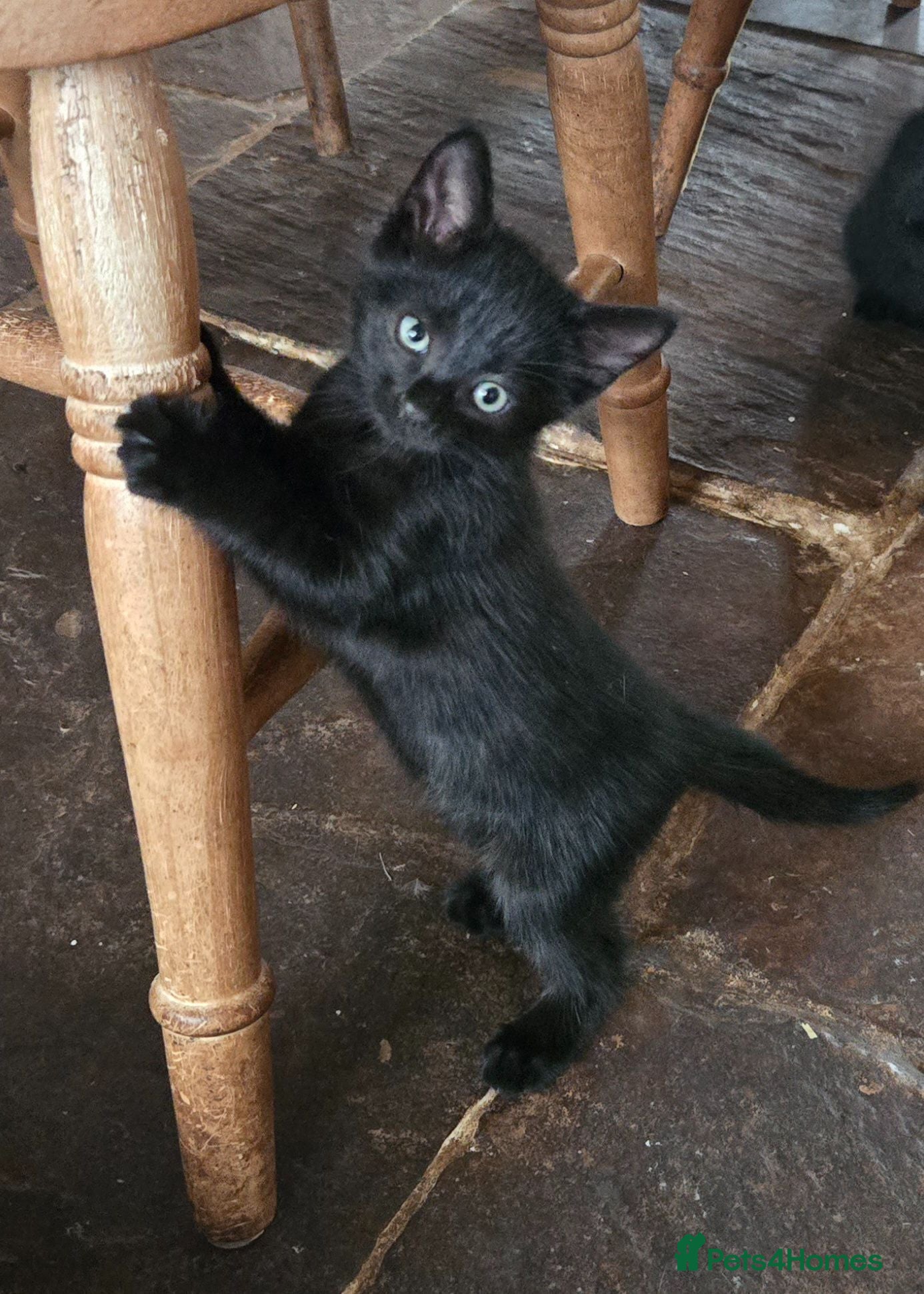 Mixed Breed cats Beautiful black kittens for sale. - Advert 3
