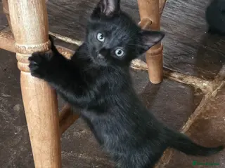 Mixed Breed cats Beautiful black kittens for sale. - Advert 3