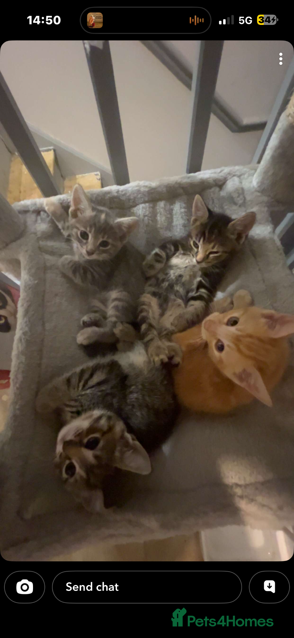 Mixed Breed cats Beautiful kittens for sale. read description.  - Advert 9