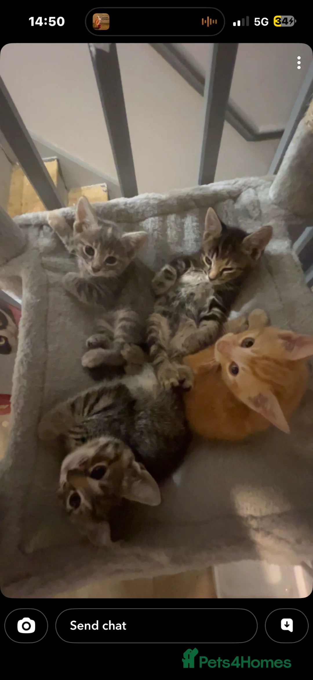 Mixed Breed cats for sale: Beautiful kittens for sale. read description.  - Advert 1