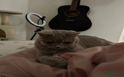 British Shorthair cats for sale: missy! grey british short hair. - Image 4