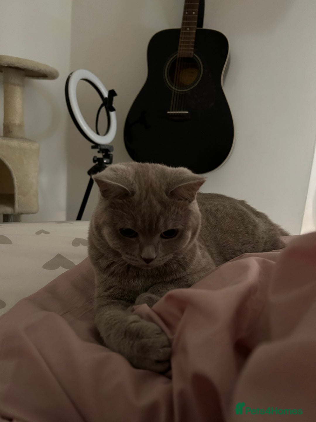 British Shorthair cats for sale: missy! grey british short hair. - Image 4