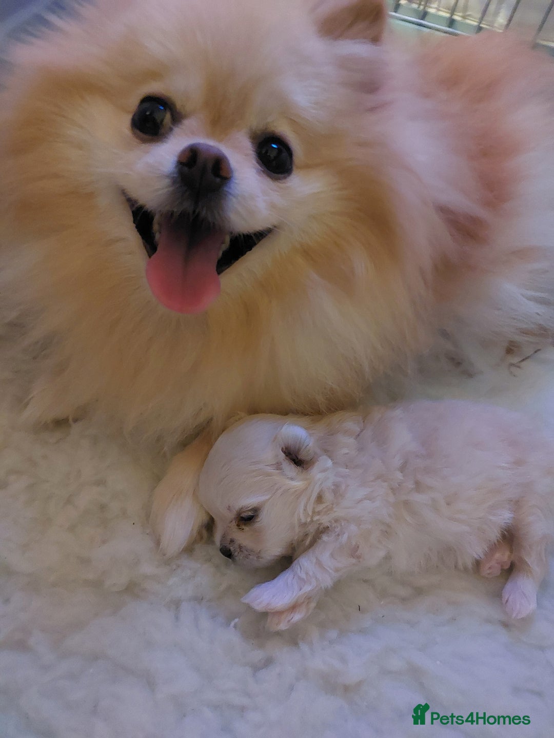 Mixed Breed dogs for sale: Maltese x Pomeranian  - Advert 9