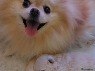 Mixed Breed dogs Maltese x Pomeranian - Advert 16