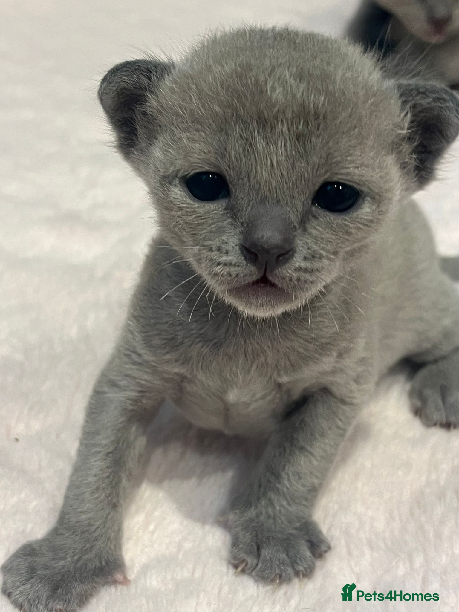 Burmese cats GCCF Pedigree Blue Burmese Kittens - Advert 3
