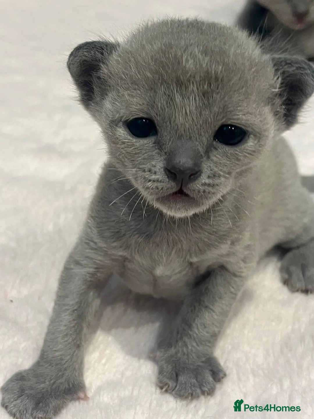 Burmese cats for sale: GCCF Pedigree Blue Burmese Kittens - Advert 1