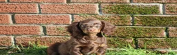 Dachshund dogs for sale: MINIATURE DACHSHUND PUPPIES FOR SALE - Advert 29