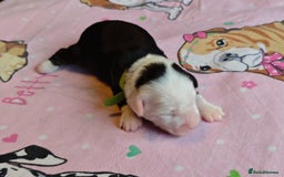 Tibetan Terrier dogs for sale: KC Tibetan Terrier Puppies For Sale😀 - Image 16
