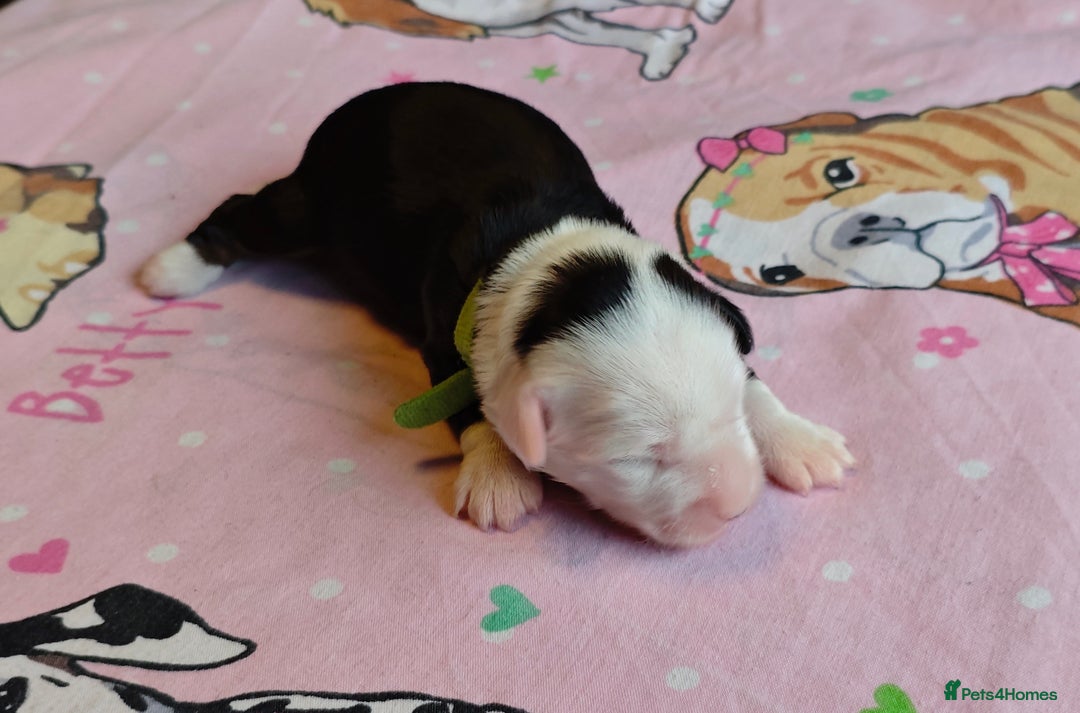 Tibetan Terrier dogs for sale: KC Tibetan Terrier Puppies For Sale😀 - Image 16