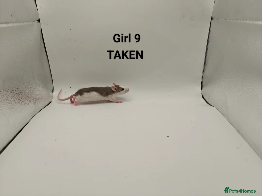 Rat rodents for sale: DEC: 24 Rats (3 Rats: 3 Boys Left) - Advert 24