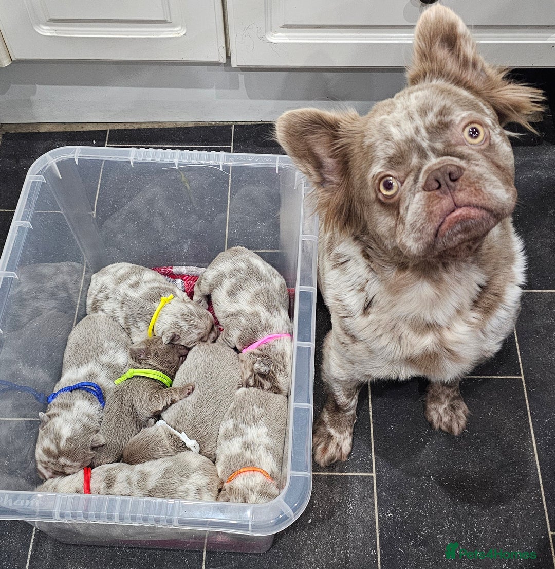 French Bulldog dogs for sale: French Bulldog Visual fluffies - Advert 1