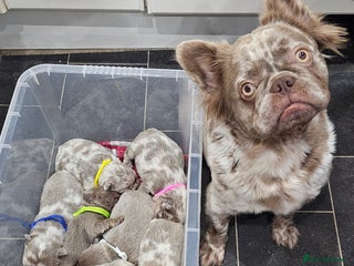 French Bulldog dogs French Bulldog Visual fluffies - Advert 17