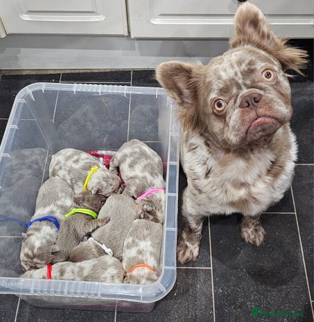 French Bulldog dogs French Bulldog Visual fluffies - Advert 4