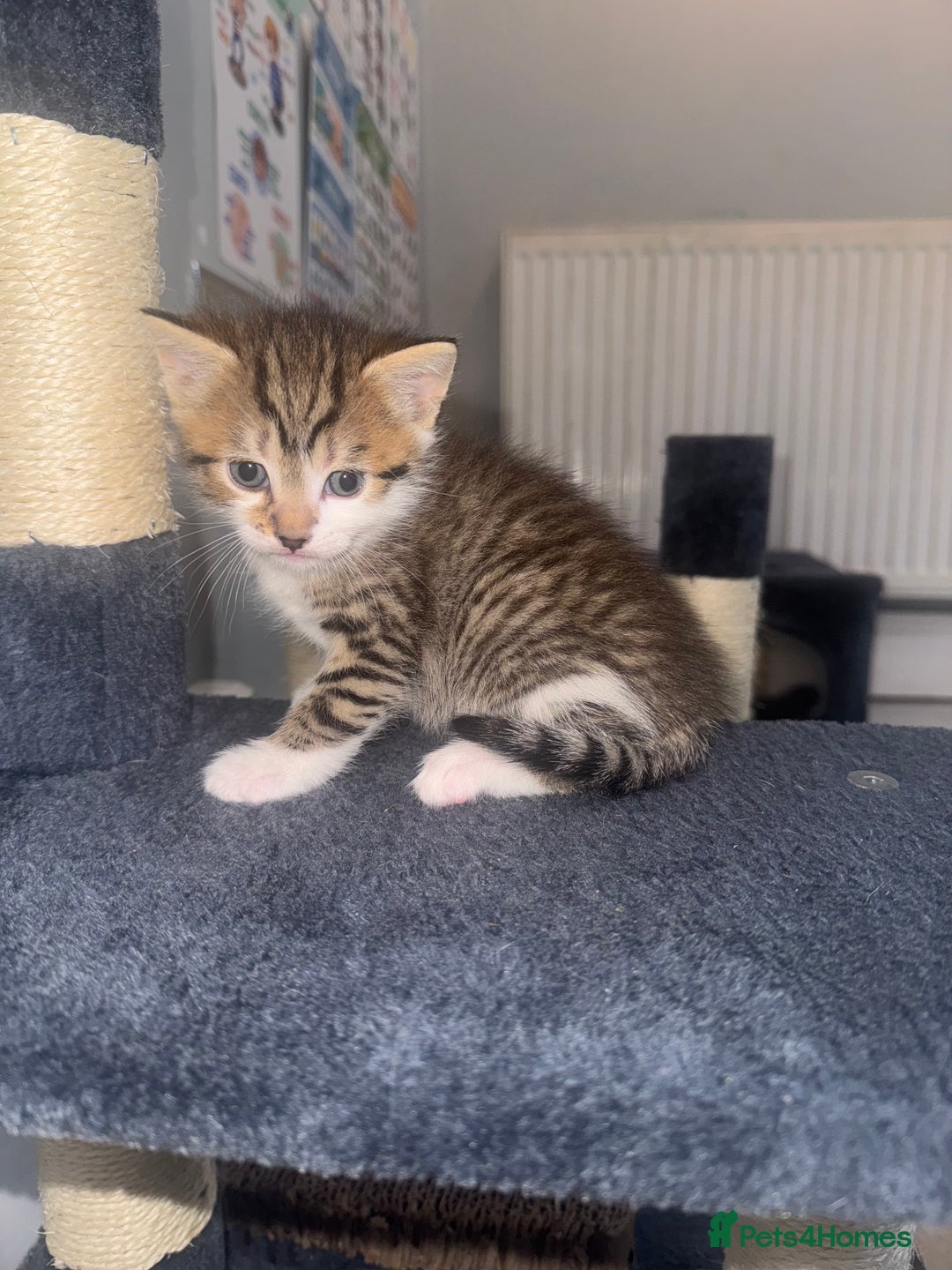 Mixed Breed cats for sale: MIXED TABBY - Image 4