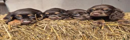 Cocker Spaniel dogs for sale: Kc reg cocker spaniel pups - Advert 3