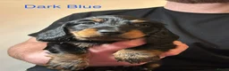 Miniature Dachshund dogs for sale: ✨KC Long Haired Miniature Dachshund Puppies  ✨ - Advert 9