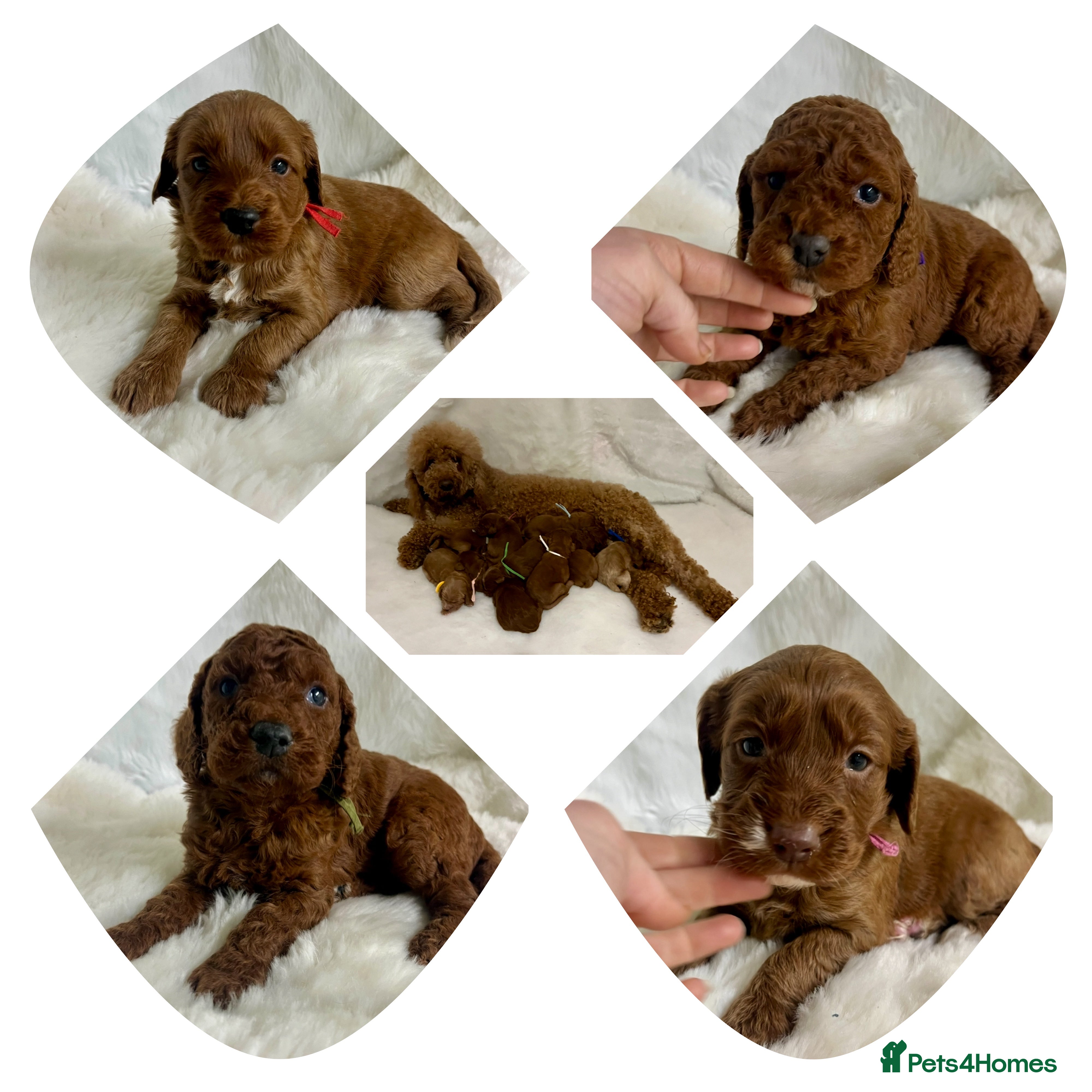 Goldendoodle dogs multigenerational Australian Red double doodles  - Advert 3