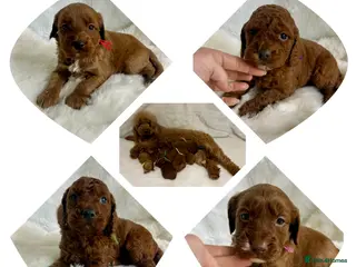 Goldendoodle dogs multigenerational Australian Red double doodles - Advert 9