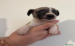 Mixed Breed dogs for sale: Beddy whippets - Image 9