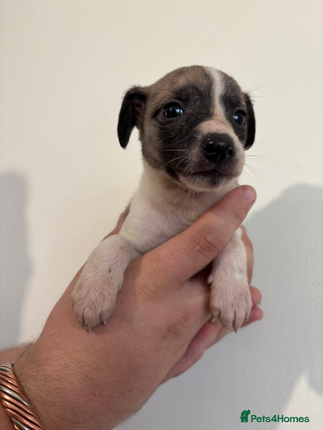 Mixed Breed dogs for sale: Beddy whippets - Image 9