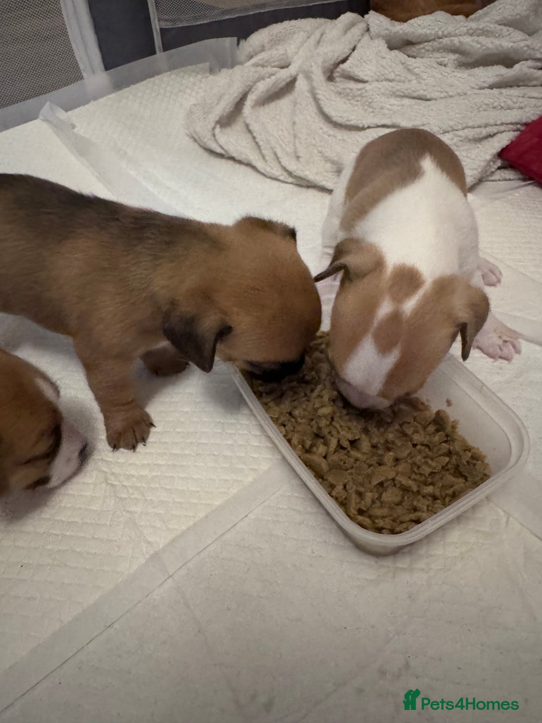 Jack Chi dogs for sale: Jack-chi puppies - Advert 22